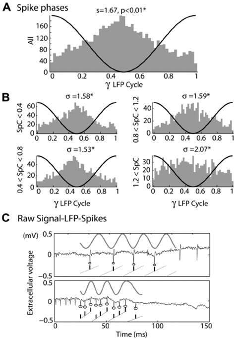 Rate Dependence Of Spike Phase Distribution During Gamma Oscillation