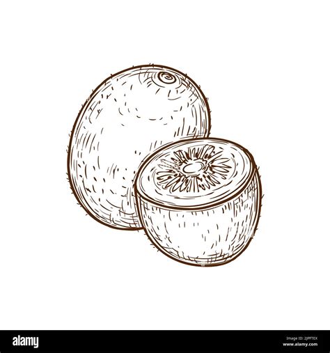 Kiwi fruit whole and half isolated hand drawn sketch. Vector edible ...