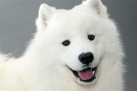 samoyed dog breed information american kennel club