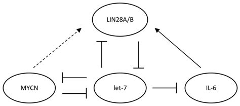 Lin Signaling Pathway Myc Mycn And Il Promote Transcription For