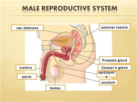 Grade 9 Sexual Reproduction Of Human Ppt