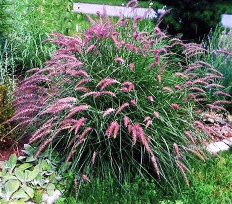 Pennisetum Alopecuroides Karley Rose
