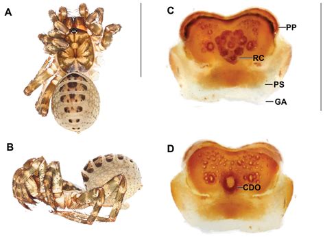 ﻿seven New Species Of The Segmented Spider Genus Liphistius Mesothelae