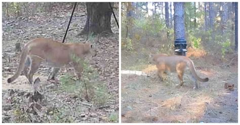 Be Careful, Deer Hunters! Rare Mountain Lion Sighting Confirmed In Southwest Arkansas