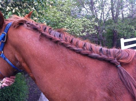 120 Best Images About Horse Braids And Tricks On Pinterest How To Braid