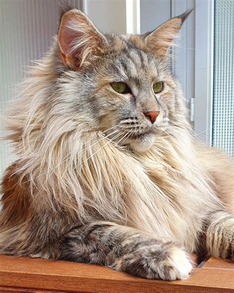 The 25 Most Magnificent Cat Mixes You Need to See to Believe