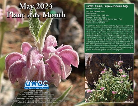 May Plant of the Month: Purple Phlomis, Purple Jerusalem Sage – Public