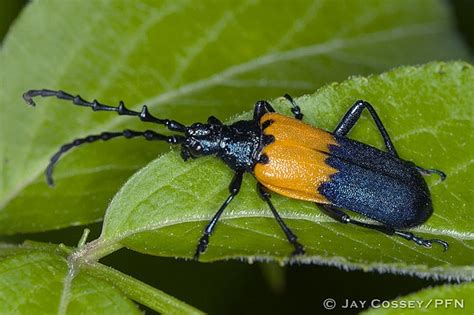 Elderberry Borer Beetle Desmocerus Palliatus R9998 Backus Woods On