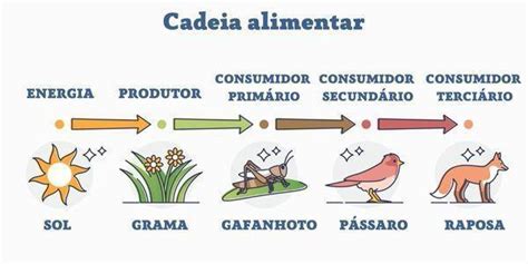 Esquema Da Cadeia Alimentar - Faça um esquema para representar a cadeia alimentar descrita e indique ...