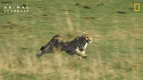 national geographic gif  nat geo wild find share  giphy