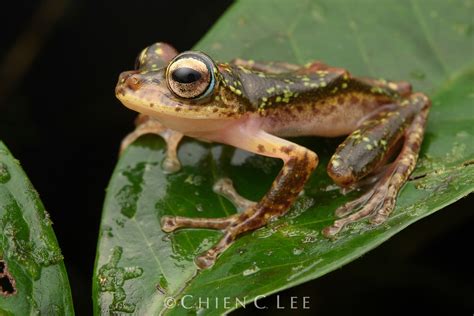 Loka Flying Frog Rhacophorus Monticola South Sulawesi Indonesia