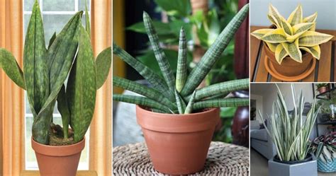 Snake Plant Browning: Helpful Care Tips & Recommendations