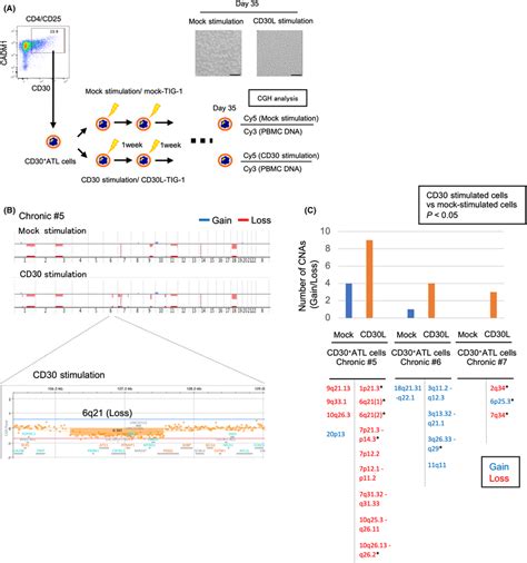 effect  cd stimulation   induction  copy number