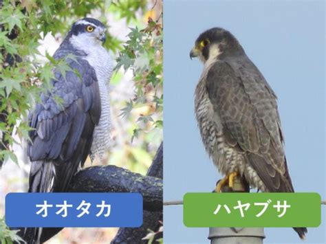 似ている野鳥の違いと見分け方 野鳥情報 Com