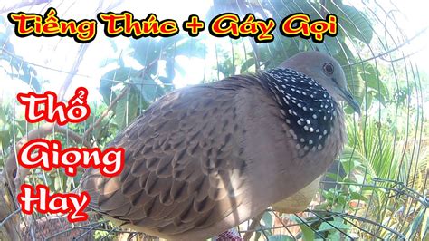 cu gáy giọng thổ cu gay giong tho cuc dinh YouTube