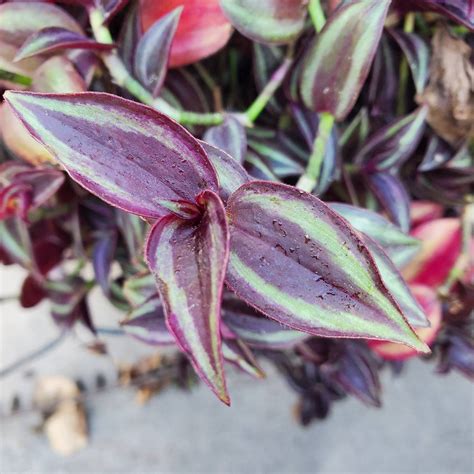 3510 Cutting Tradescantia Zebrina Burgundy Wandering Starter House