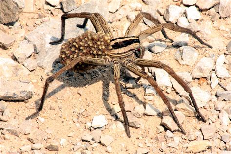 Mother Wolf Spider With Babies On Board Mother Wolf Spider Flickr