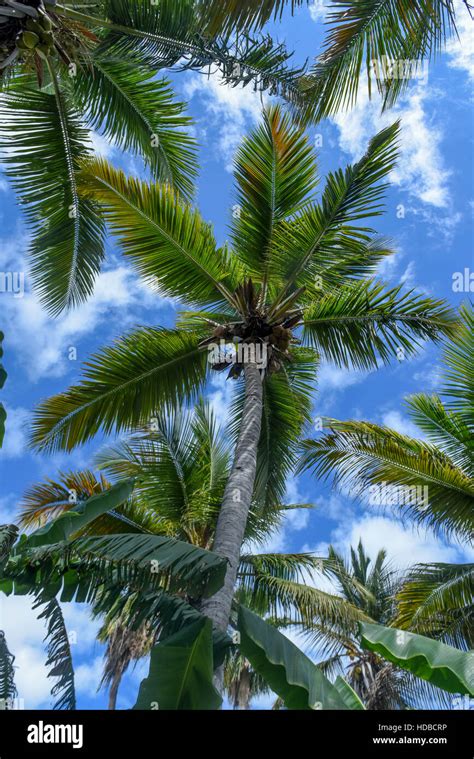 Coconut Palm Trees In Turks And Caicos Upward View With Blue Sky And