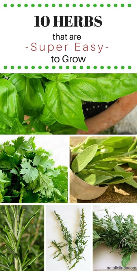 These 10 Herbs Are Super Easy To Grow Even For Beginners Vegetable