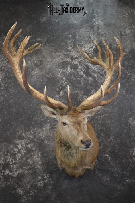 Red Stag Deer Taxidermy Mounts All Taxidermy