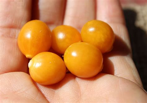 Golden Berry Plant, Benefits of a South American Superfruit