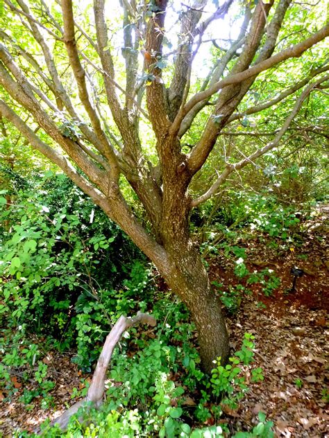 Rboles Con Alma Encina Carrasca Quercus Ilex Subsp Ballota