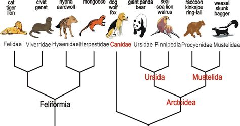 Yann Klimentidis' Weblog: Hyenas and canids