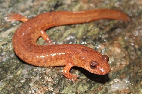 How To Use Guides To Identify Reptiles And Amphibians Herping Virginia