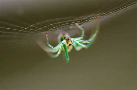 Bug Photography on Behance