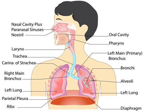 Respiratory System Full Body Respiratory System Full Hd Photos Human Anatomy Diagram Human