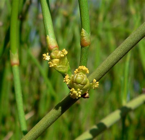 Fileephedra Viridis 5 Wikimedia Commons