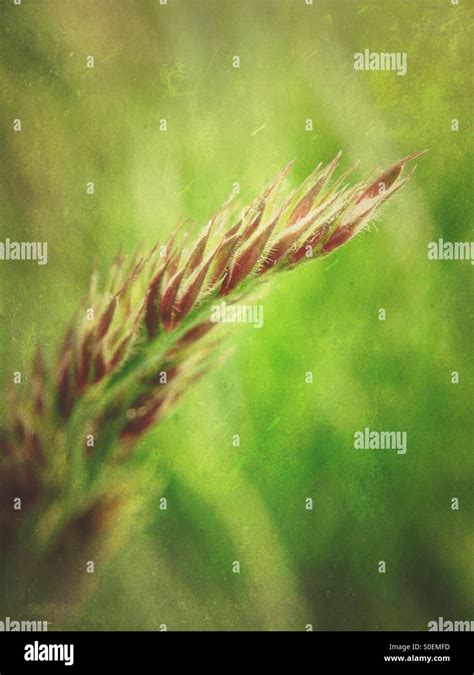 Blade of grass Stock Photo - Alamy