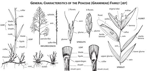 Identifying Grasses