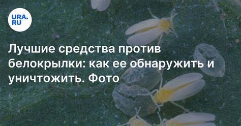 Белокрылка: в теплице, как избавиться, средство, как бороться