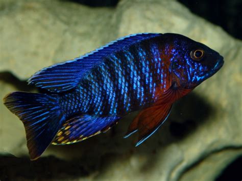 Red Shoulder Peacock Cichlid Male LARGE - Bluegrassaquatics.com