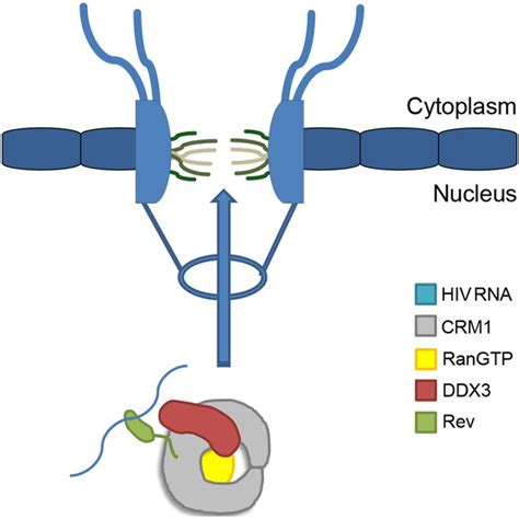 Cartoon Schematic Of HIV 1 MRNA Export Complex And Nuclear Pore Complex