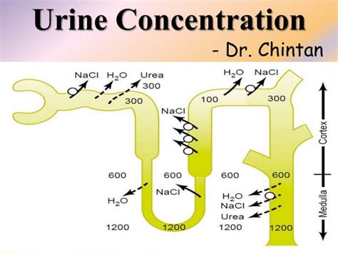 Urine concentration | PPT