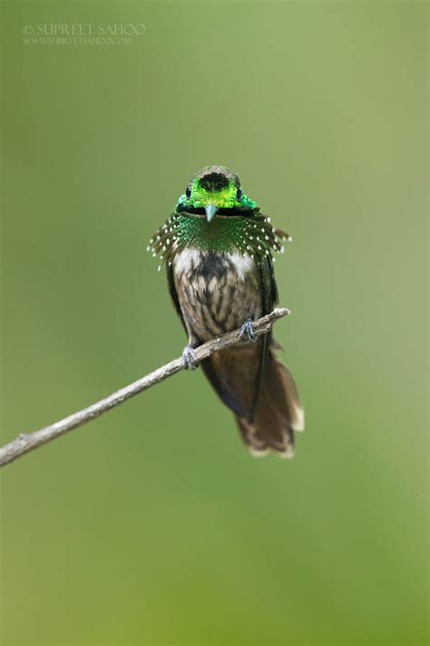 Extraordinarily Beautiful Birds | Lipstick Alley