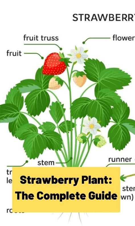 Strawberry Plant The Complete Guide Updated 2022