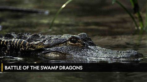 Watch Battle Of The Swamp Dragons Osntv Palestine