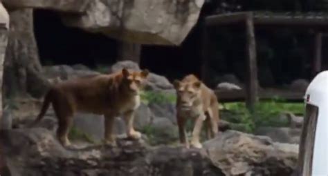 Japanese Zoo Stages Hilarious Lion Escape Drill