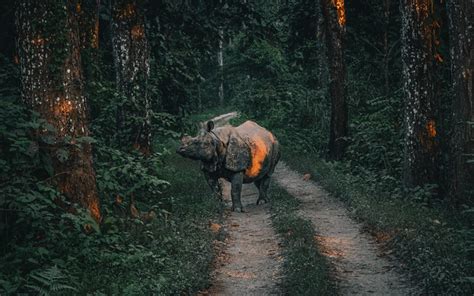 Chitwan National Park: Complete Guide For The Best Safari