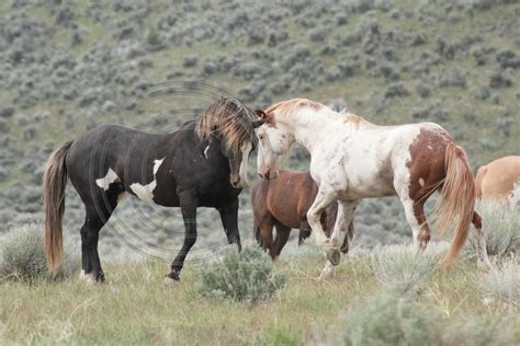 Wild Horses | Wild horse pictures, Mustang horse, Wild horses