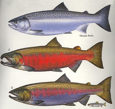 The COHO SALMON -- survives in salt water or fresh water