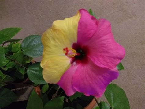 Two Tone Yellow And Pink Hibiscus Flower Smithsonian Photo Contest Smithsonian Magazine