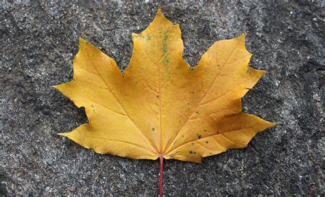 Lookalike Leaves: How to Tell the Difference Between Maple Tree ... 