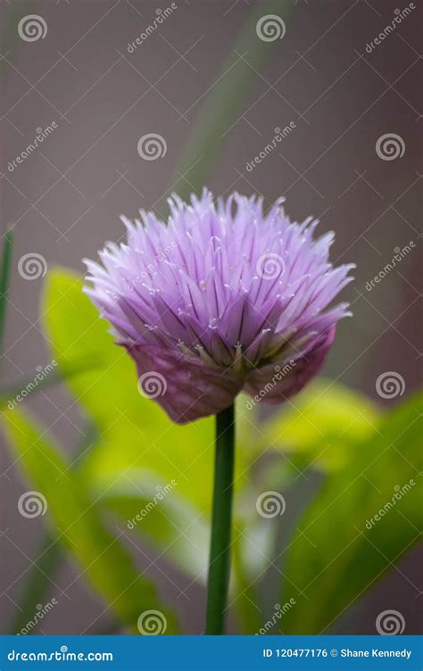 single chive flower close  stock photo image  edible green