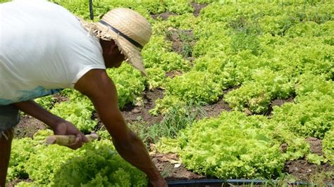 Boletos Do Garantia Safra S O Entregues Aos Agricultores Familiares De