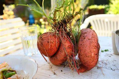 ¿el Boniato Y La Batata Es El Mismo Alimento O Tienen Diferencias