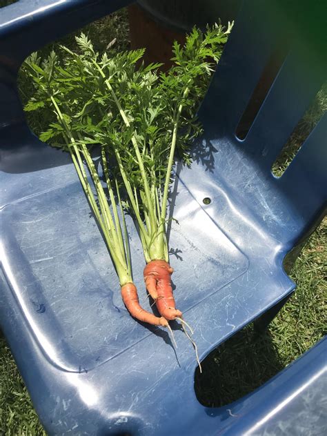 Carrot harvest lol : r/vegetablegardening